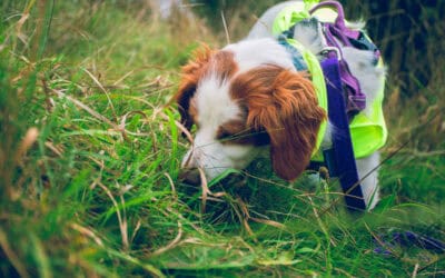 Why might a dog be on lead or wearing the colour yellow?