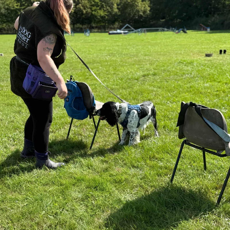 Paige's Pawfect Qualified Scentwork Training Classes Paige's Pawfect Qualified Scentwork Training Classes
