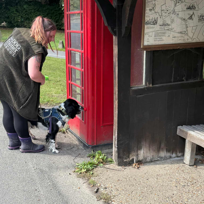 Scent work for dog training classes Buckinghamshire Scent work for dog training classes Buckinghamshire