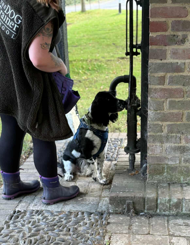 Silver level Scent Work Classes Buckinghamshire Silver level Scent Work Classes Buckinghamshire